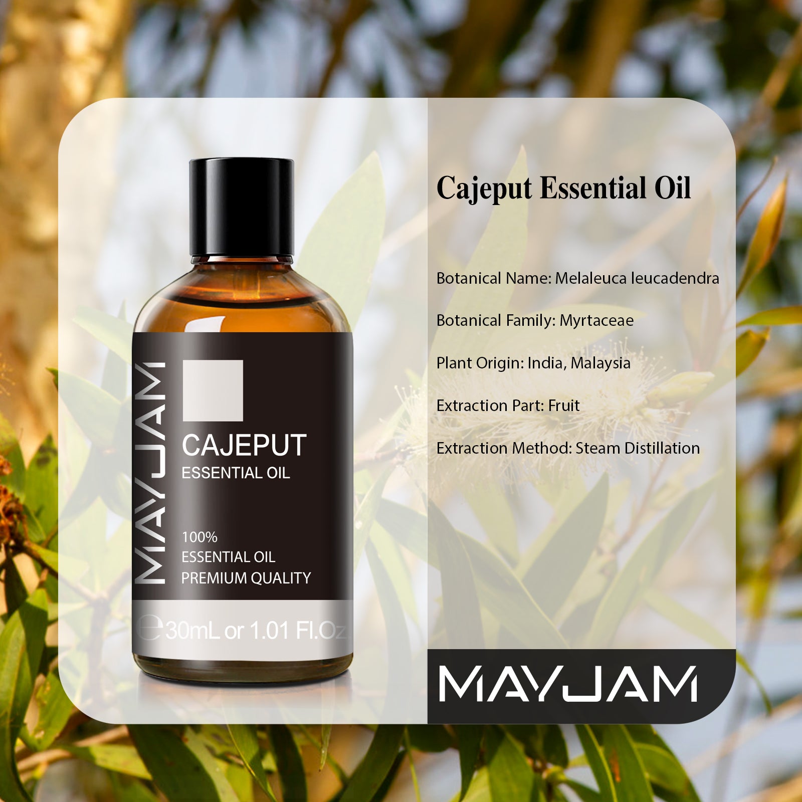 MAYJAM Cajeput Essential Oil, 100% Pure Therapeutic Grade Aromatherapy Scented Essential Oil  for Diffusers, Skin Care, Massage, 100 ml