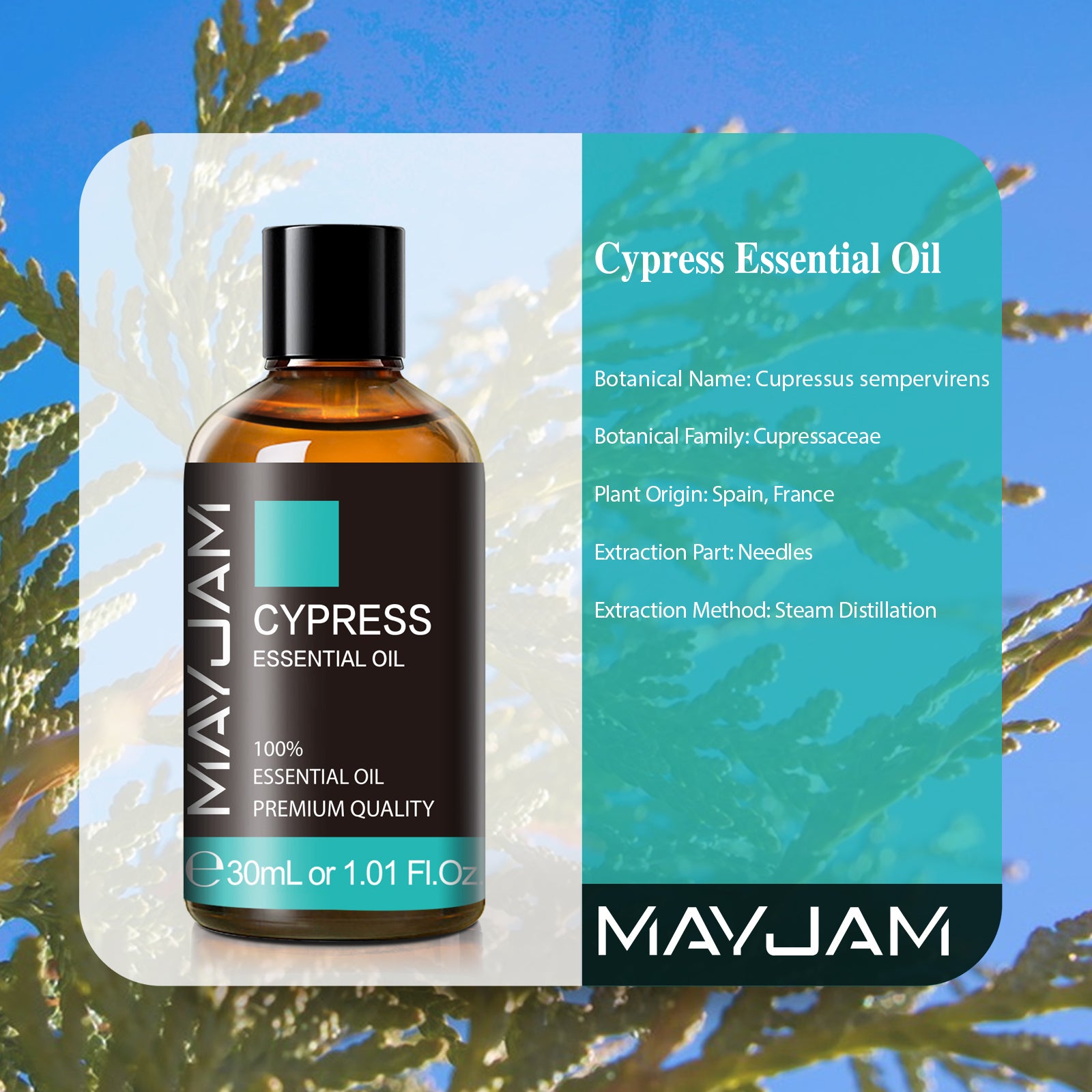 MAYJAM Cypress Essential Oil 100% Pure, Undiluted, Natural Aromatherapy, Therapeutic Grade 100 mL (3.38 oz)