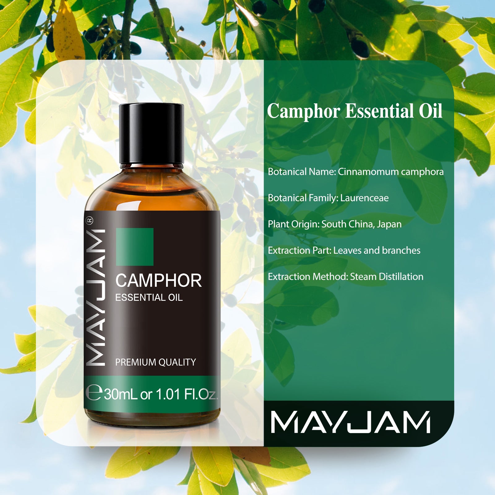 MAYJAM Natural Camphor Essential Oil (30ml) - Fresh, Sharp & Slightly Woody Scent