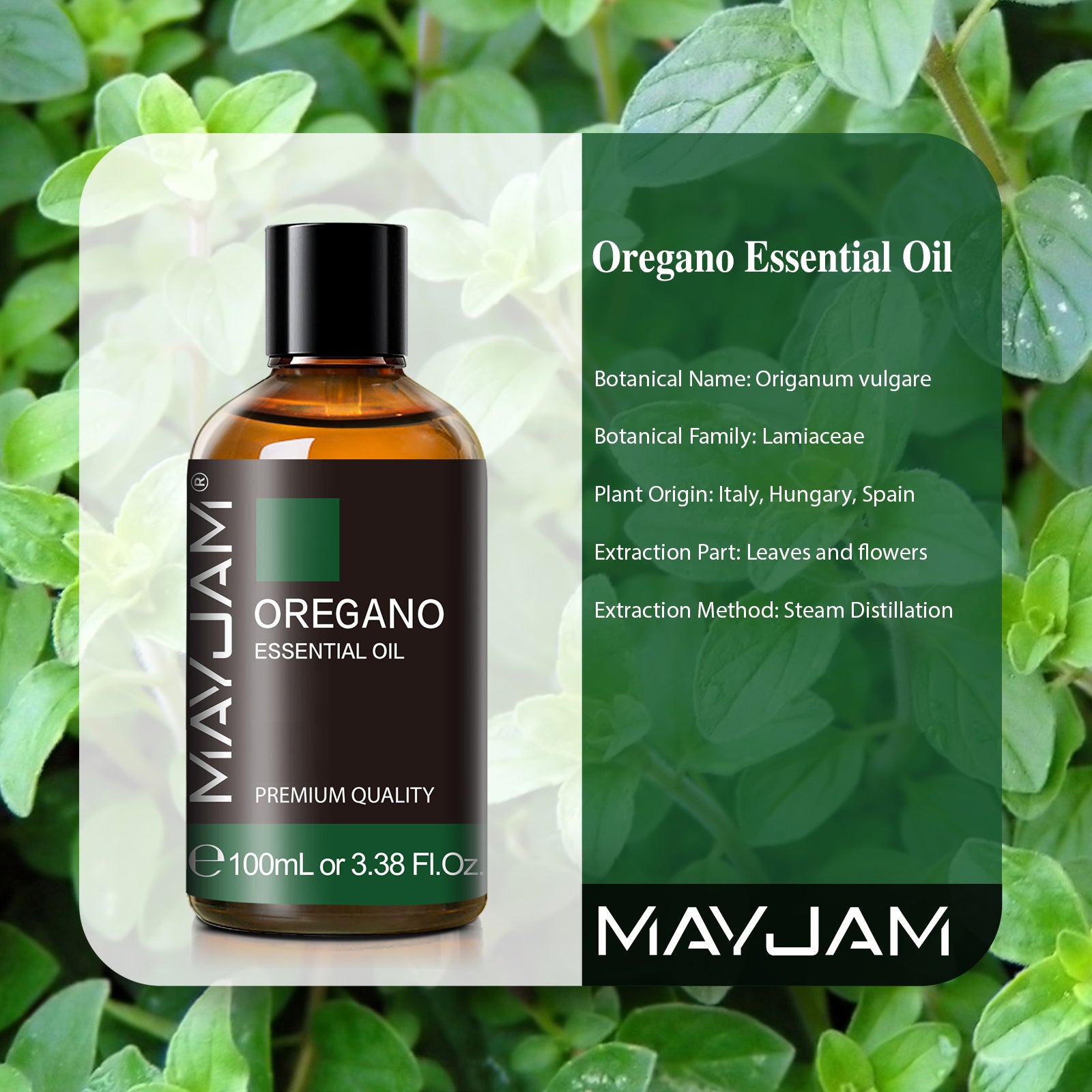 MAYJAM Oregano Essential Oil for Diffuser and Aromatherapy, Skin Massage, Candle and Soap Making, 100ml